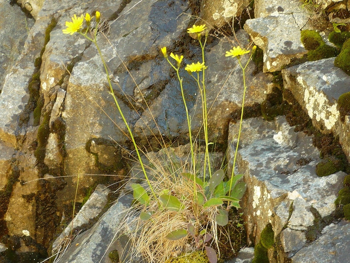 Hieracium schmidtii ser. (Asteraceae)